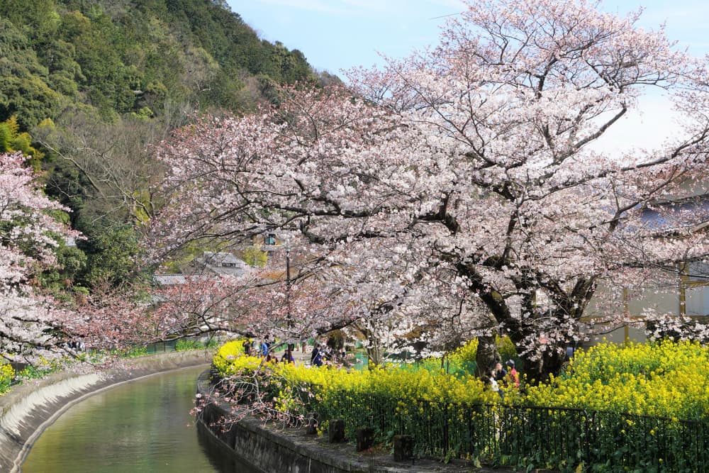 山科疎水の桜と菜の花