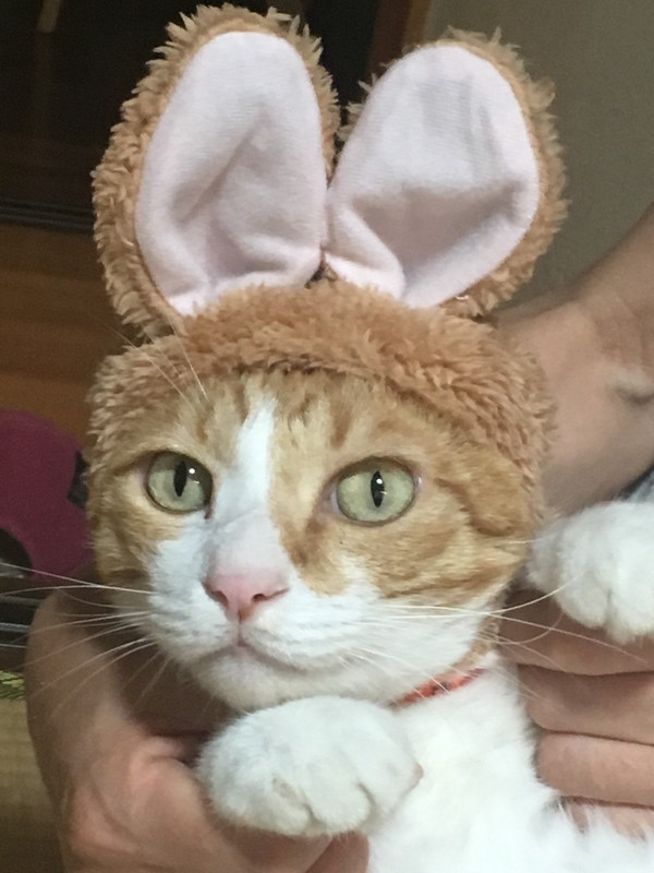 チビちゃん